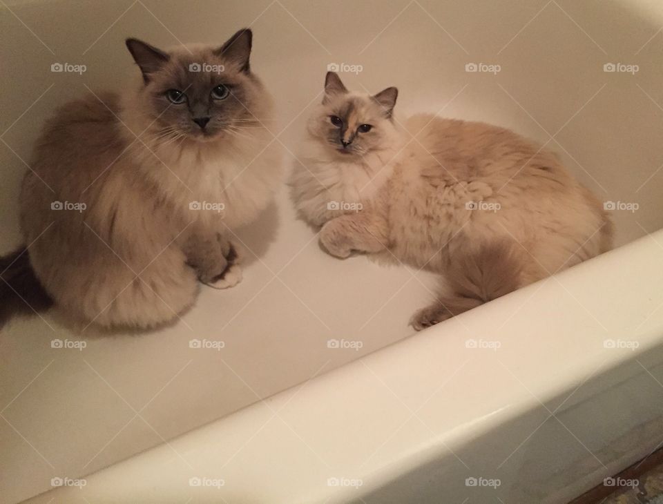 Cats in the bathtub