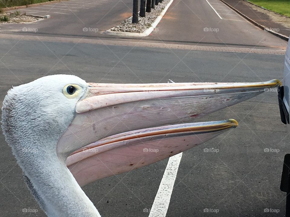 Two large Pelicans begging for food at car parked at beach, head shots