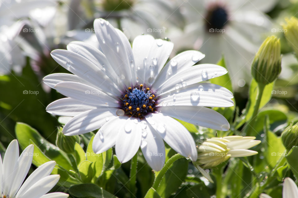 White and blue summer flowers close up - vit och blå sommarblomma stjärnöga 