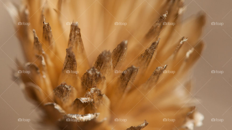 Macro of flower seed