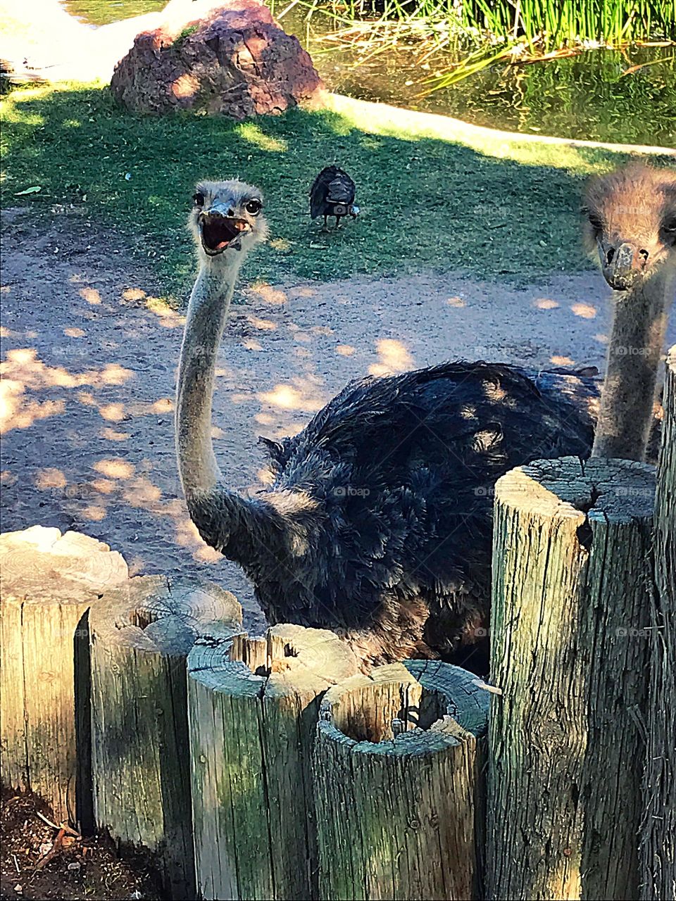Ostriches 