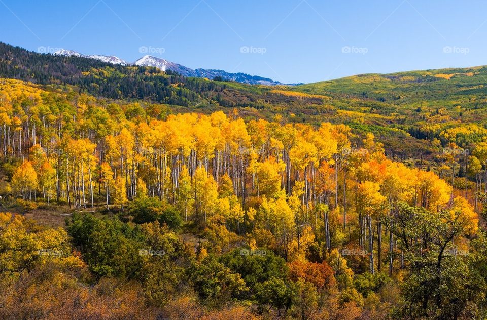 Aspen Trees