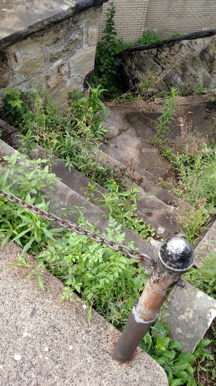 Flora, Nature, Leaf, Garden, Summer