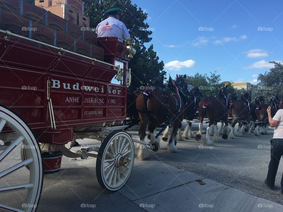 Budweiser Clydesdale wagon horses