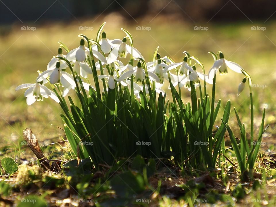 Snowdrops in the evening sunlight