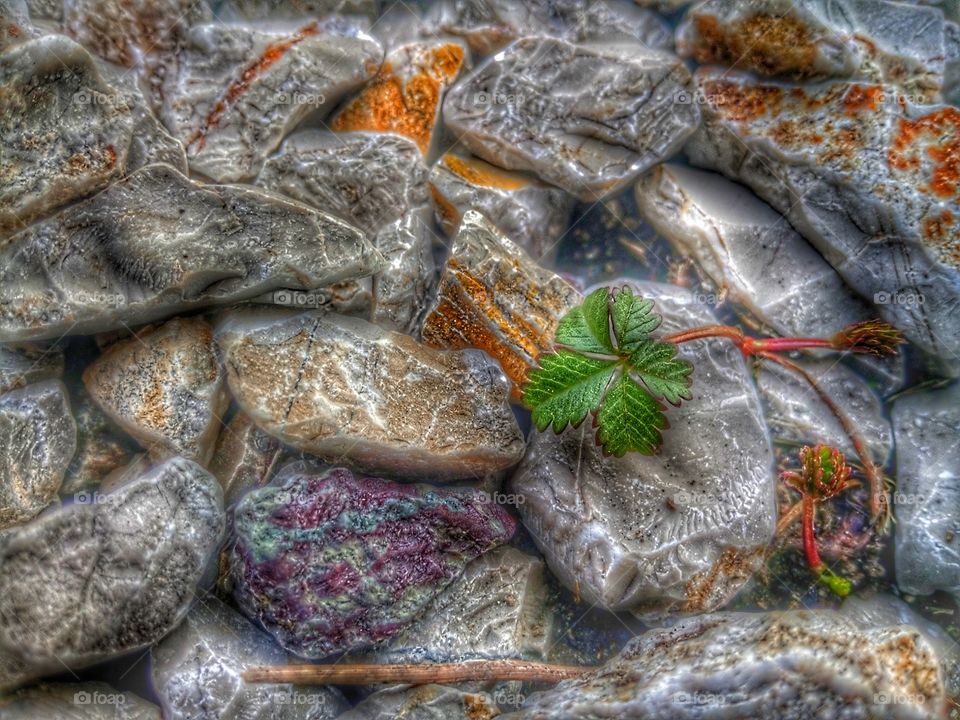 Rocks and life