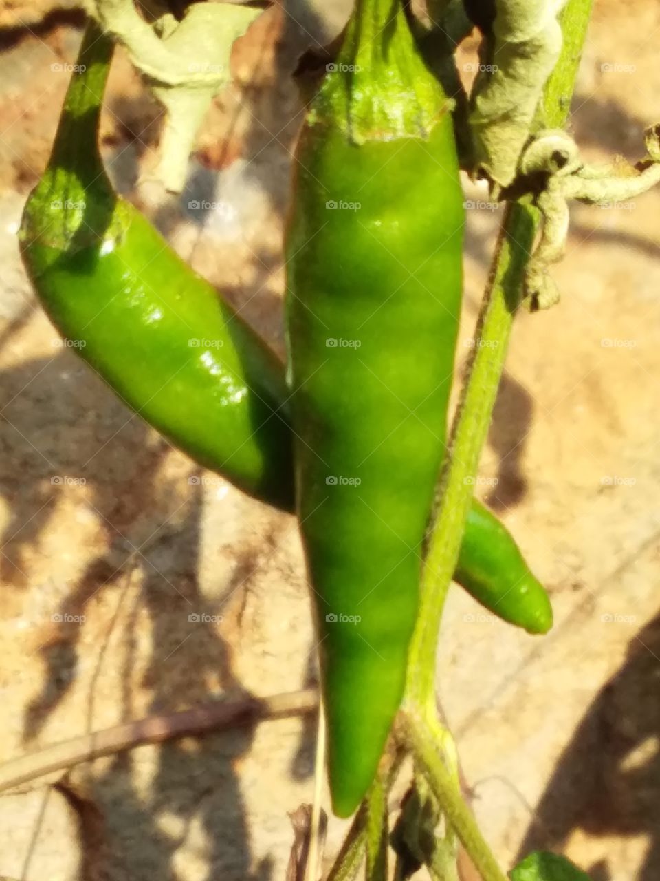 Green chillies