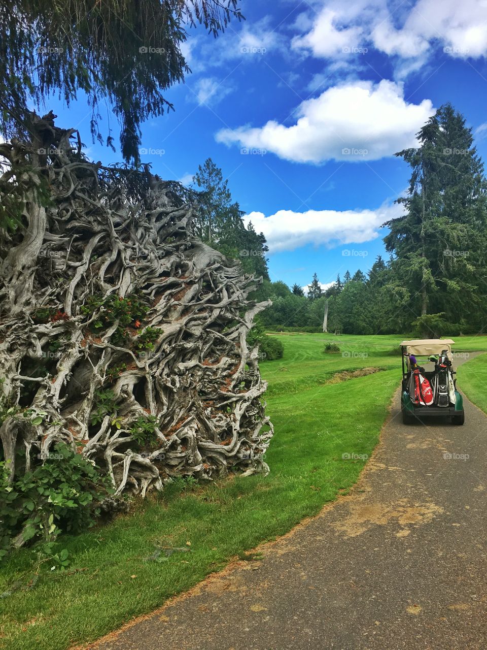Ancient Tree Roots, Golf Course