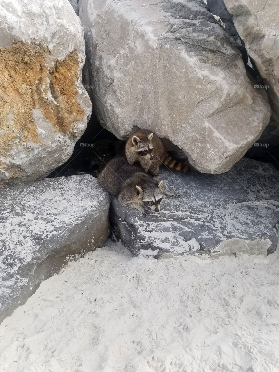 Raccoons on the Beach