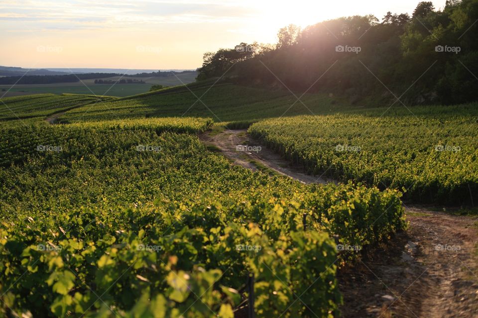 champagne vineyard in france