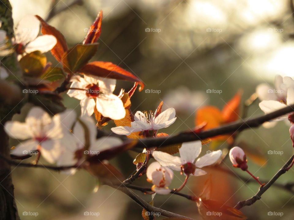 Spring blossom