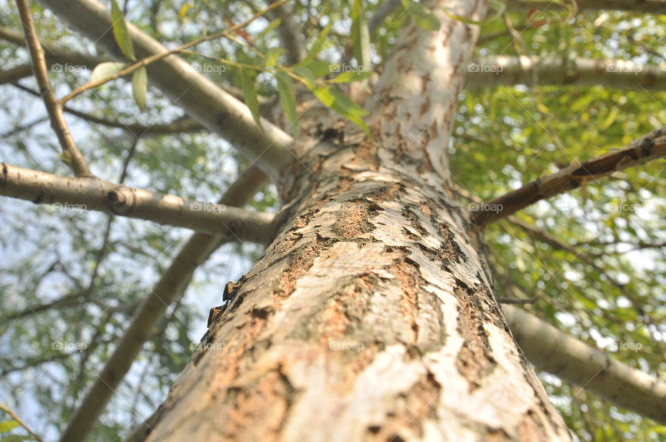 tree close-up