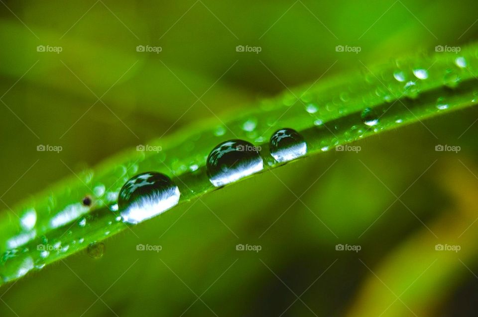 Water drop after the rain