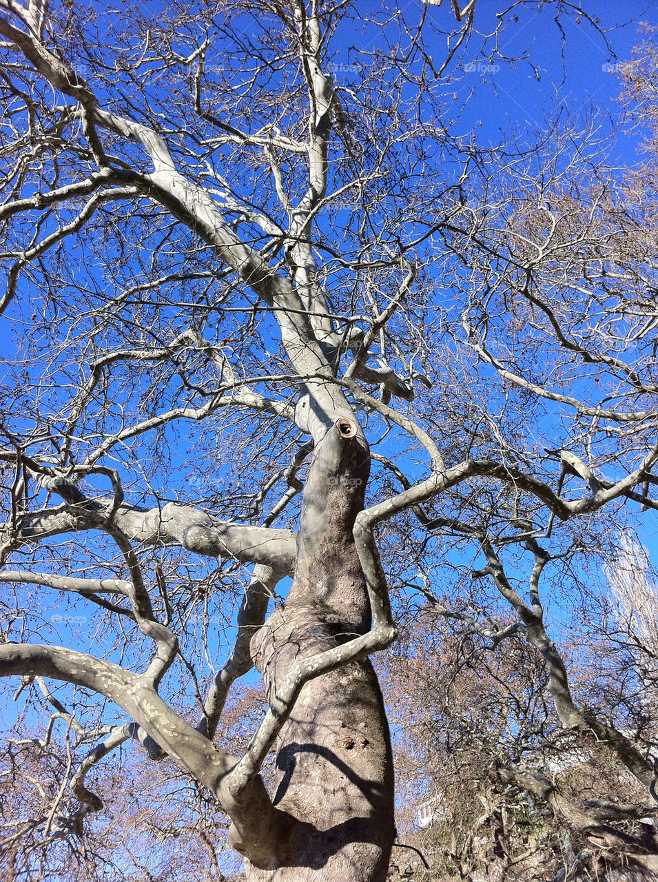 sky blue tree greece by nyarlathotep