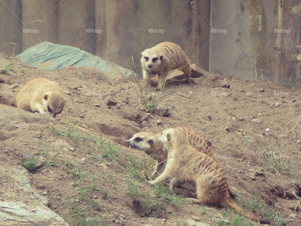 meerkat family
