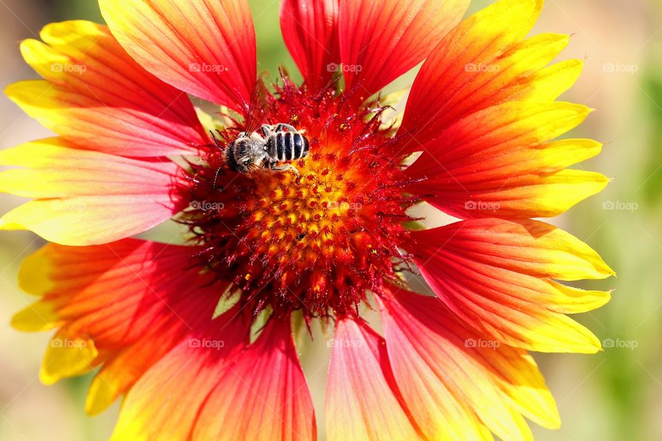 Bee on a Bright Flower