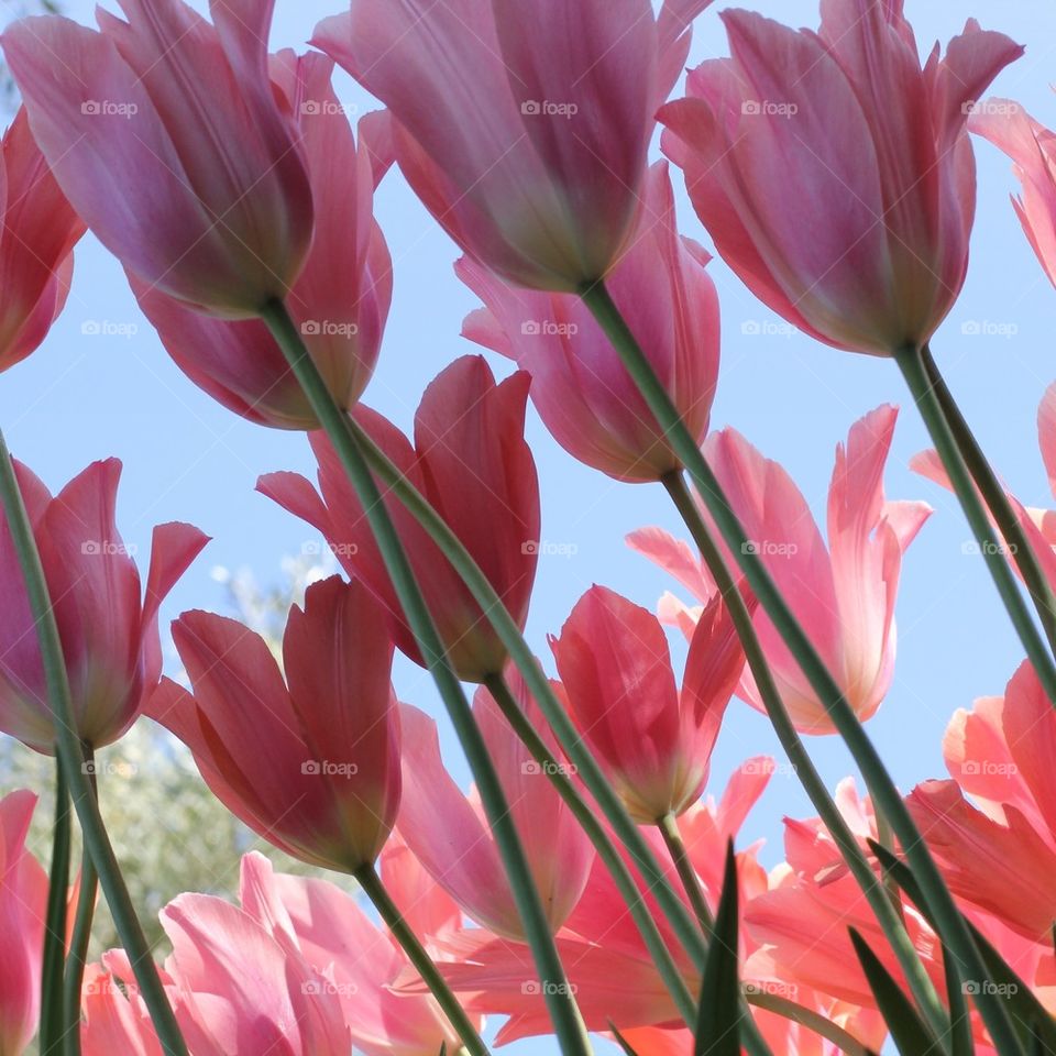 Sky tulips
