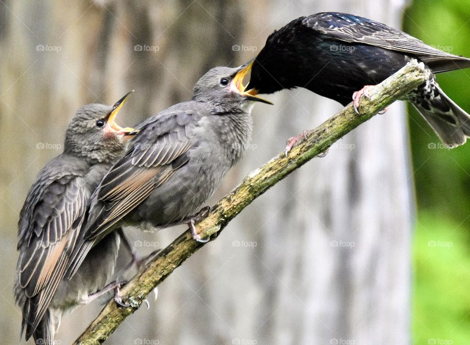 Starling feeding its young 