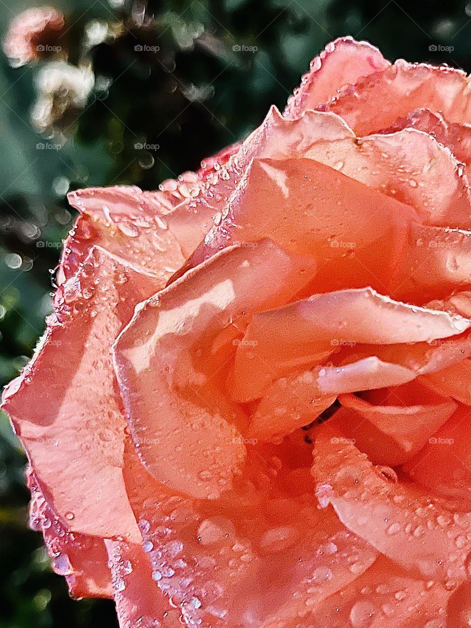 Raindrops on Roses
