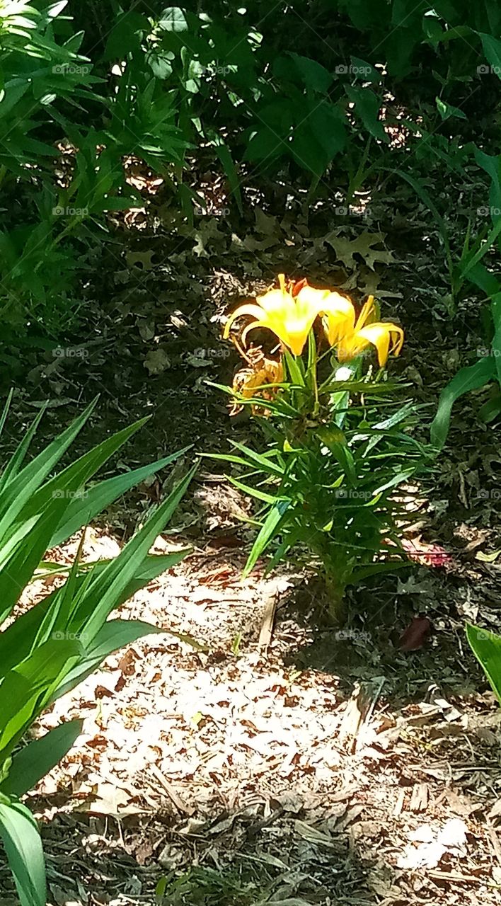 a tiger lily with three yellow flowers reflecting the sunlight