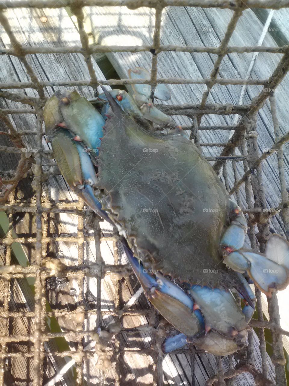 blue crab in Northern Neck, Virginia