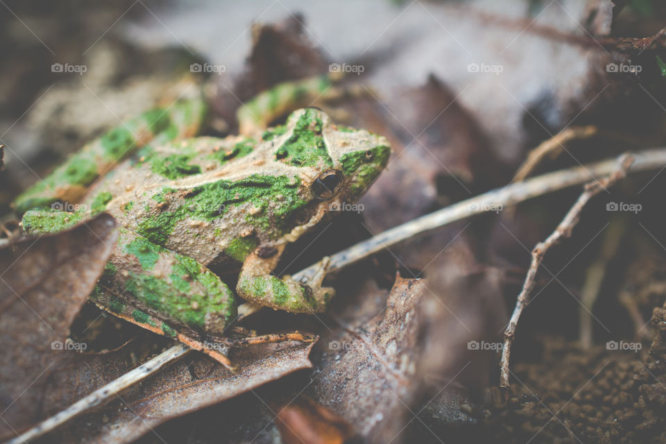 Tiny Tree Frog on the Ground 3