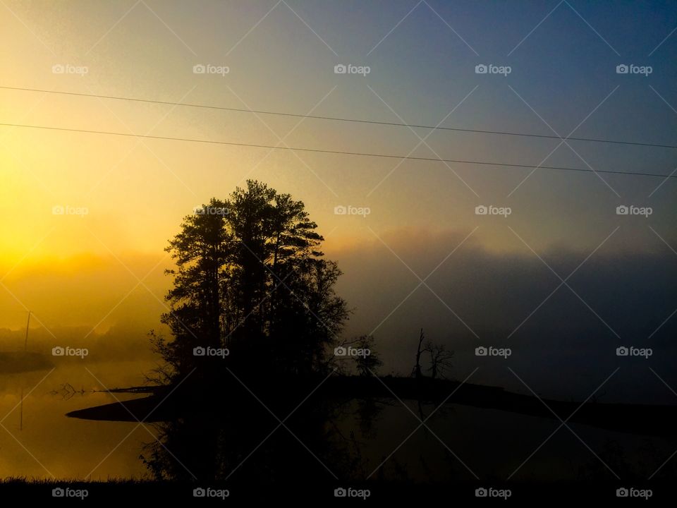 Silhouette of trees at sunrise