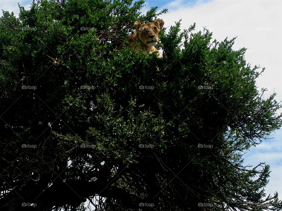 Lioness in tree