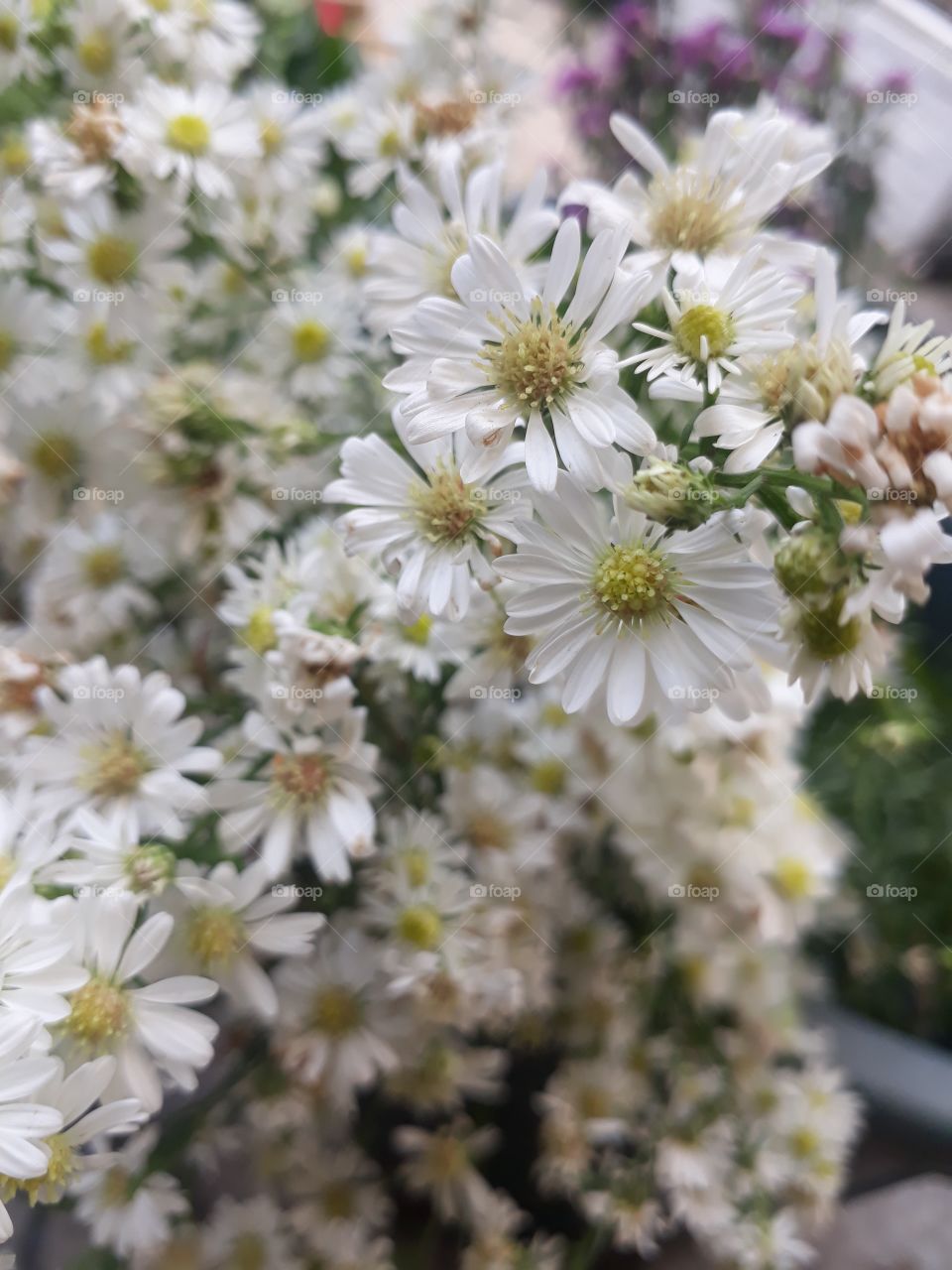 white flowers