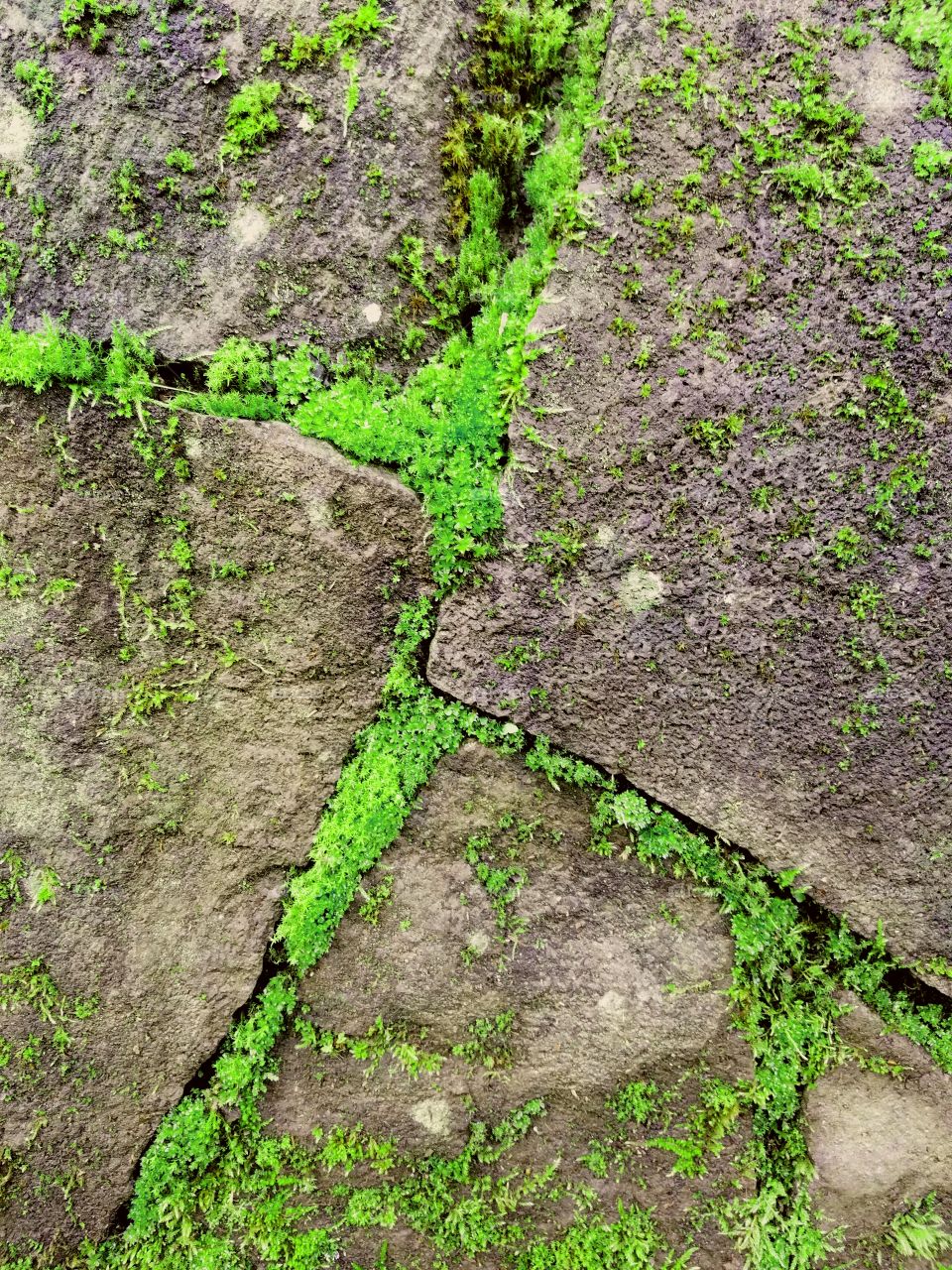 Desktop, Leaf, Nature, Flora, Growth