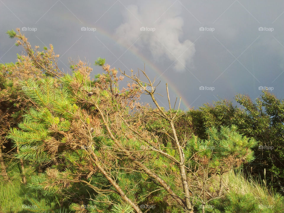 trees forest rainbow rain by jonekl