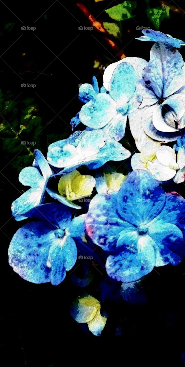 naturelove, beautiful flowers, lovely, colourful, drak picture