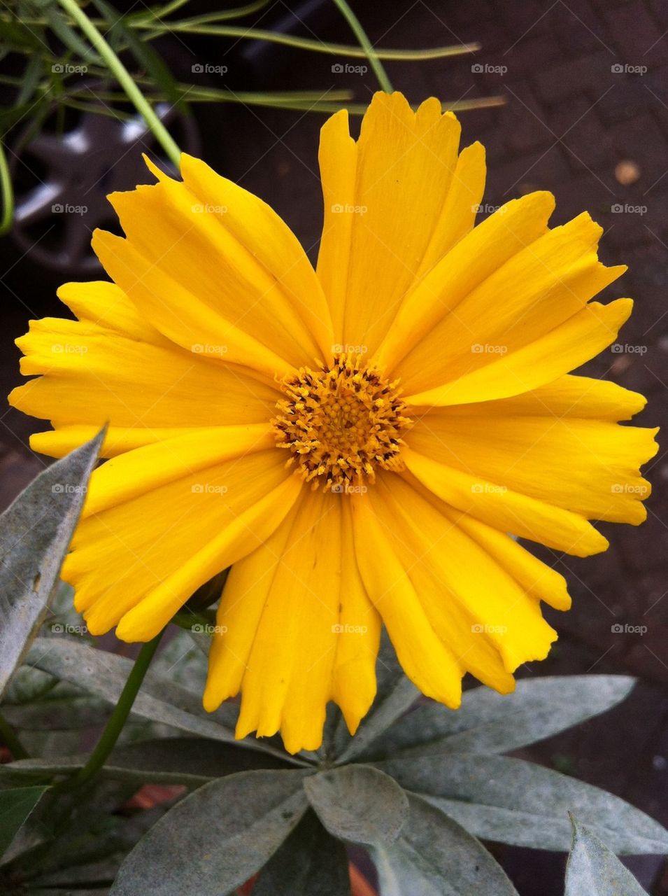 In the front of my door