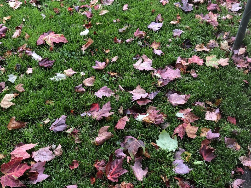 Trees shedding their colorful leaves at the beginning of Fall
