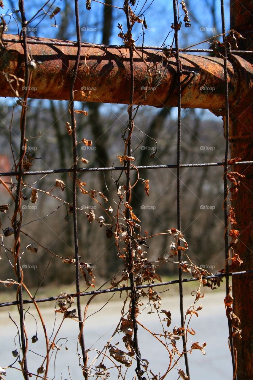 Rusted Fence