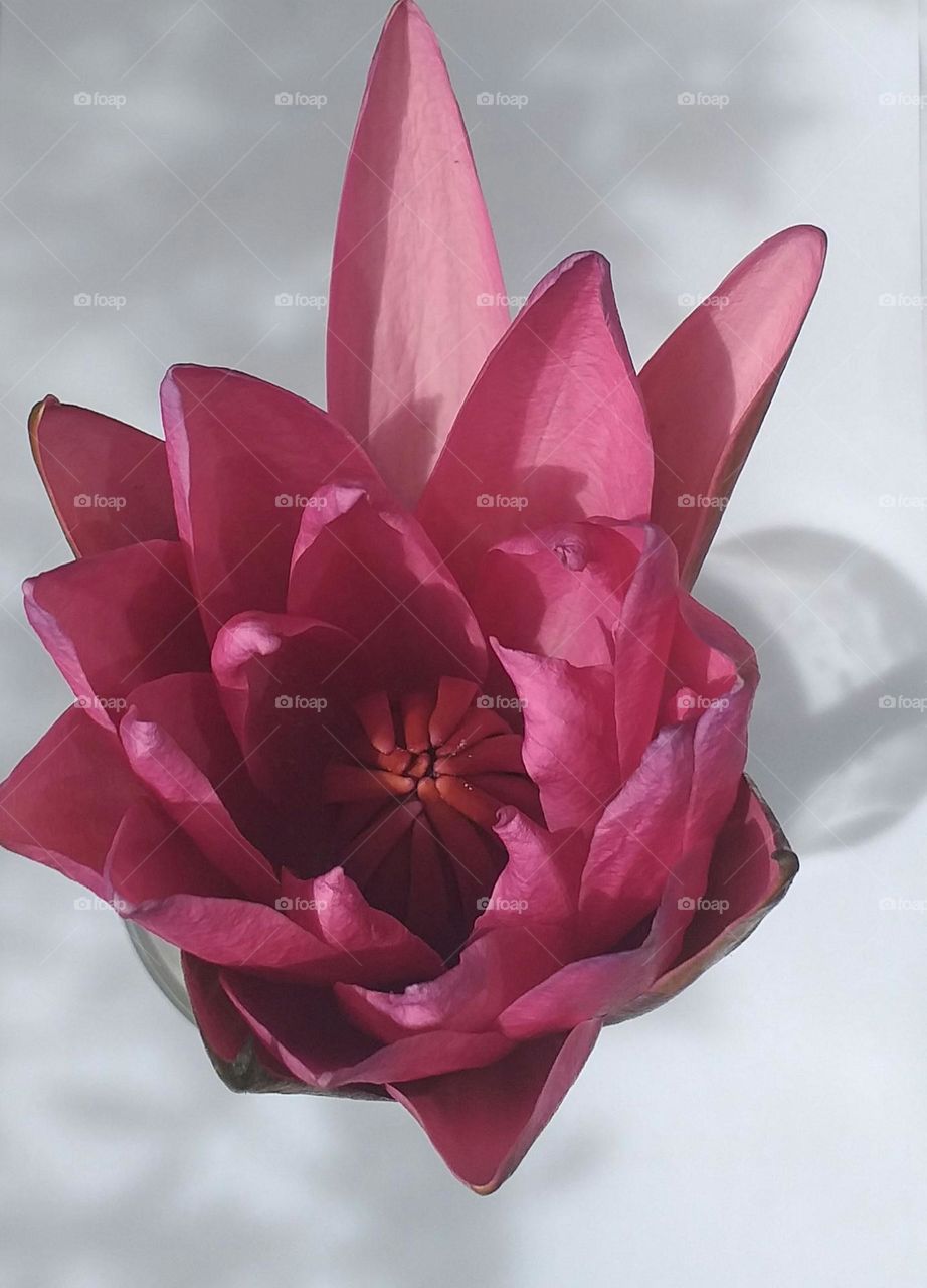 Red water liliy in a glass of water