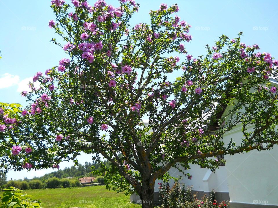 beautiful tree with purple flowers