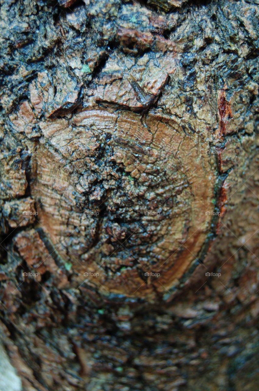 Textures . Beautiful textured tree knot