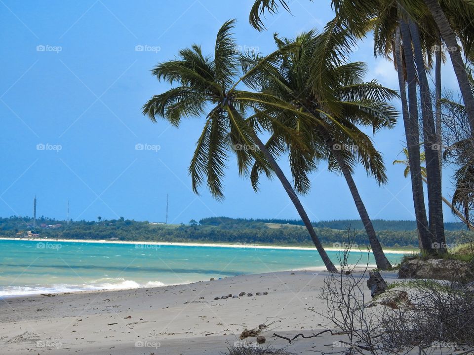 Beautiful beach and coconut trees