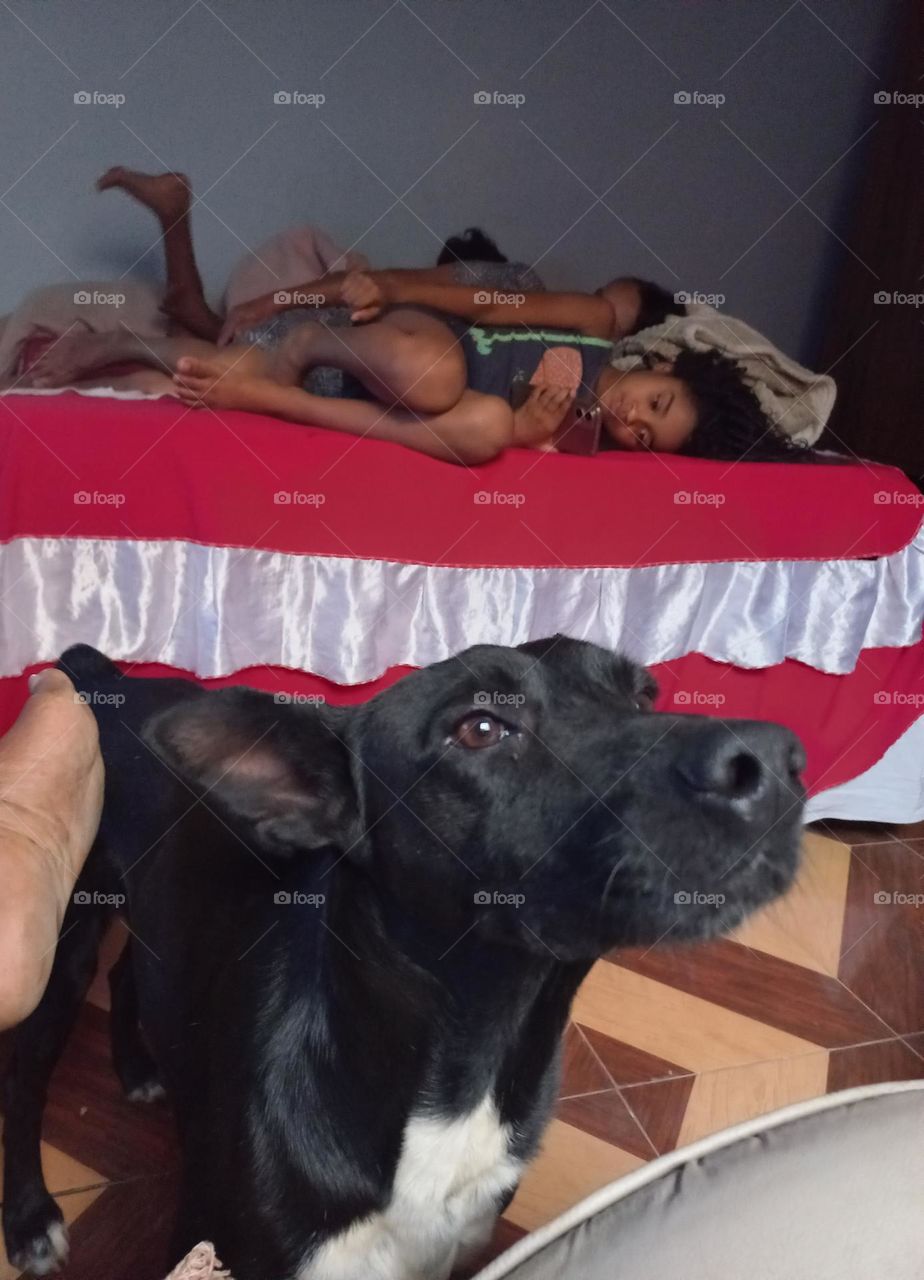 Os cães, gostam de ficar próximos das pessoas, que oferecem afeto e carinho a eles. É comum, os cães  terem  um " humano preferido" na família,  demonstrando maior afinidade  com essa pessoa. É semelhante  a forma como estabelecemos laços com amigos