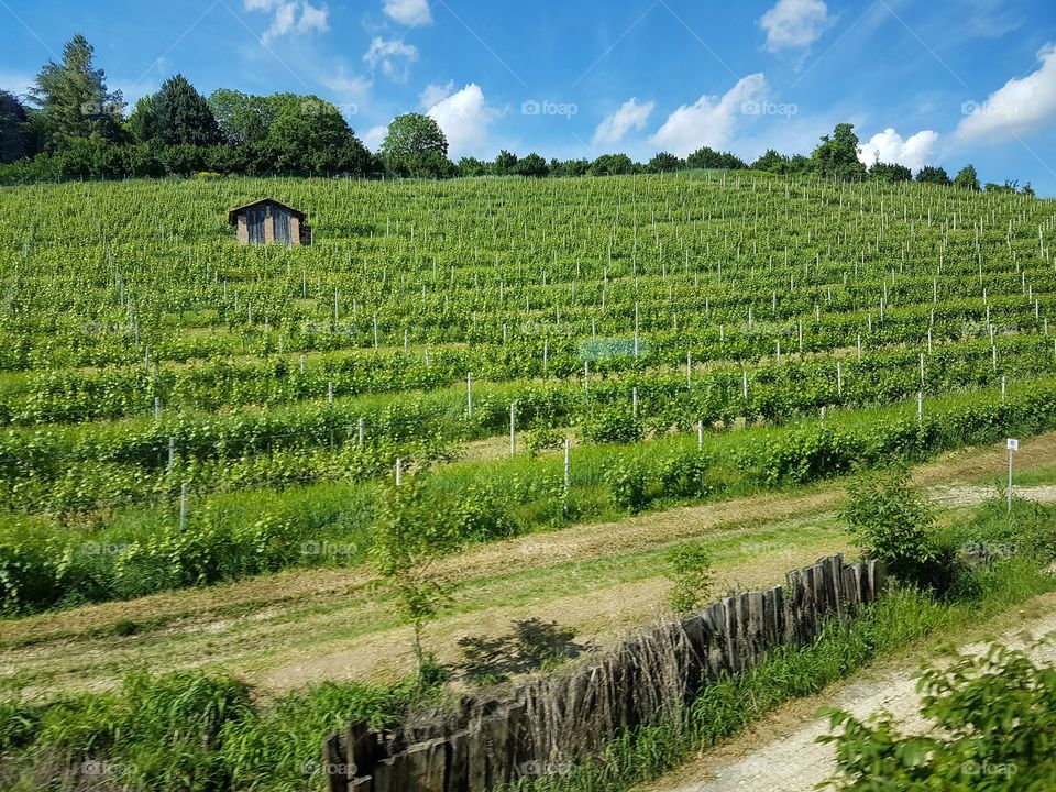 Italian vineyard on a hill at summer