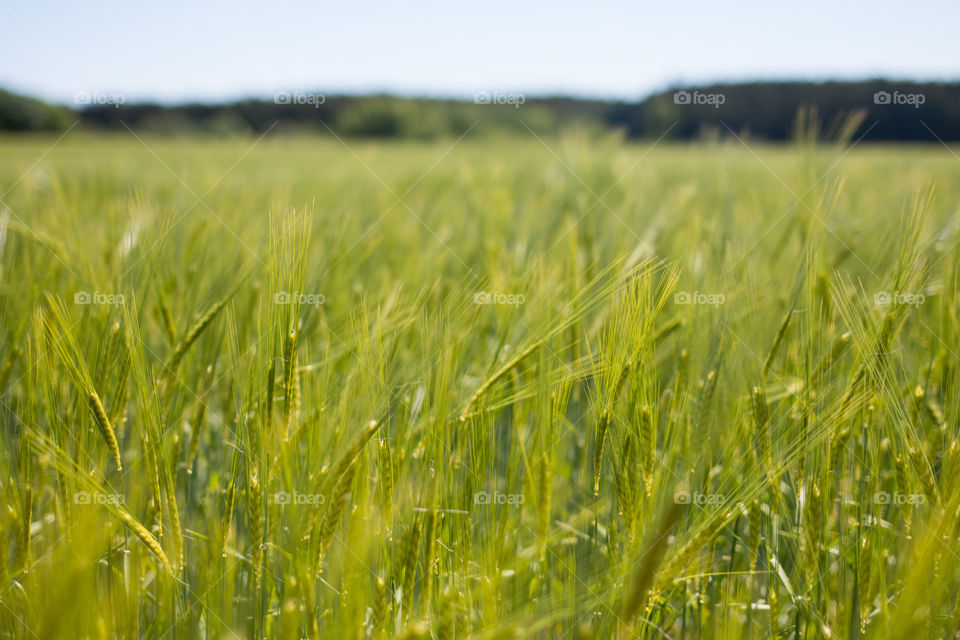 Scenic view of agriculture field