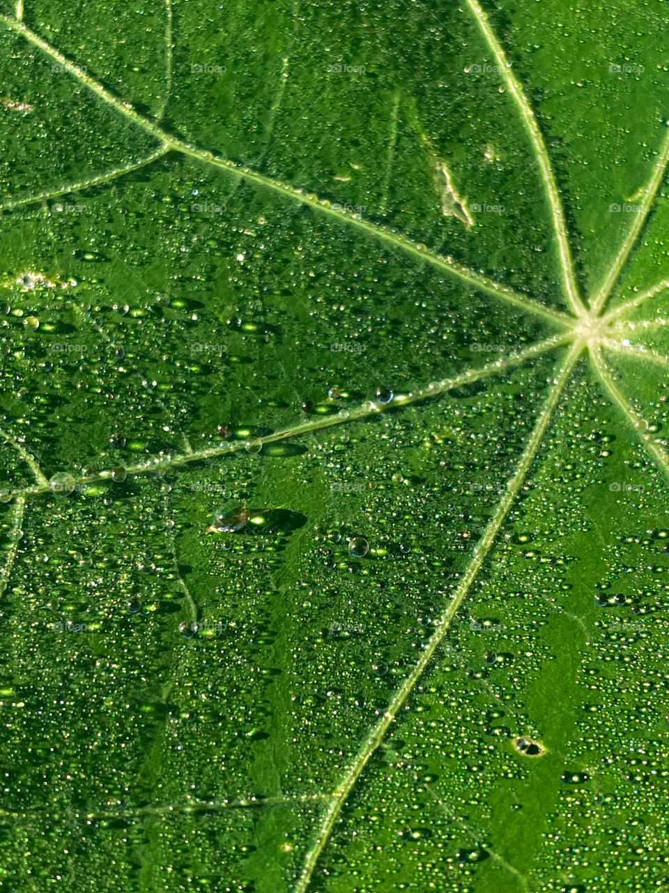 Dewy plant leaf close up dewdrops plant waterdrops drops nature natural outdoors rain sun plants bubbles country botany leafs leafy bright color detail vibrant