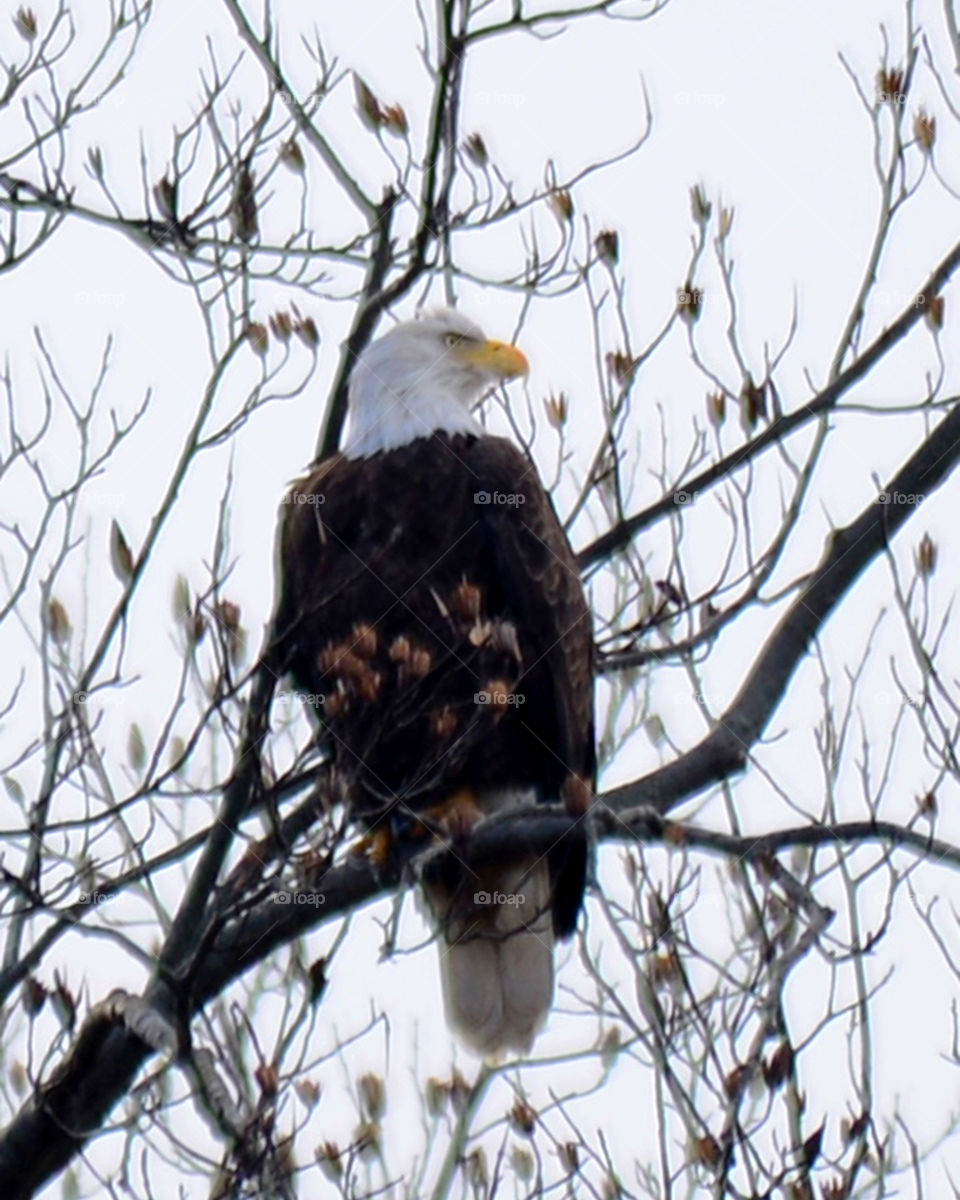 American Bald Eagle. Conowingo dam,Maryland