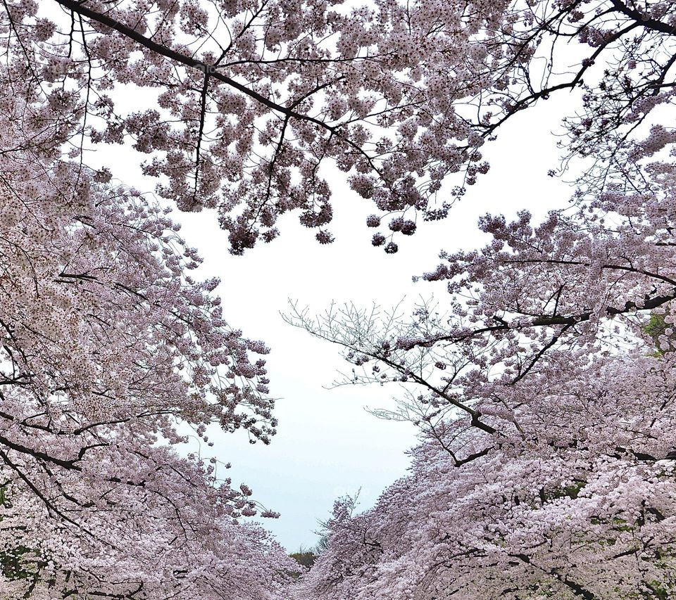 Heart of Sakura is the signature of Spring