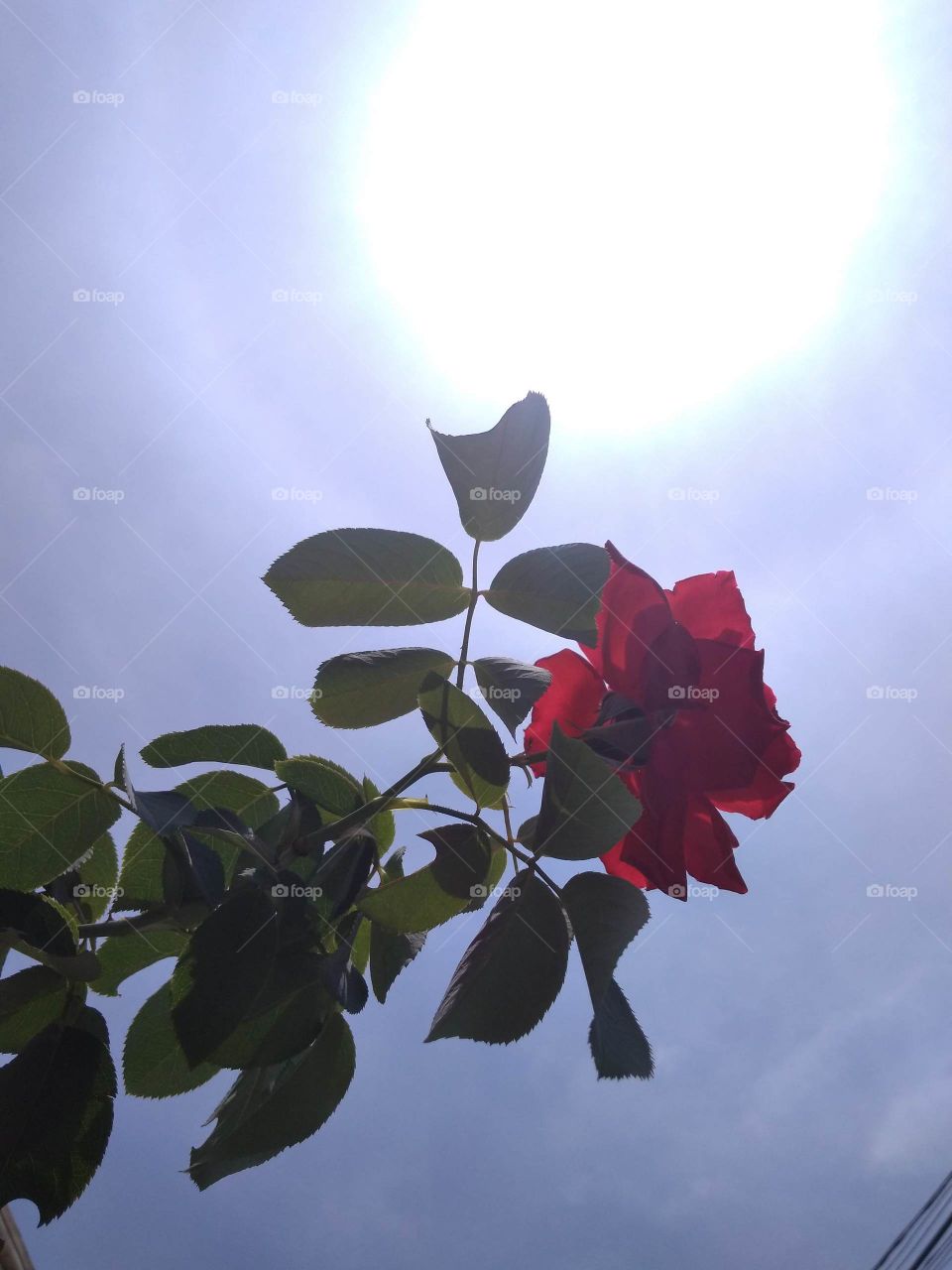 a mawar flower
