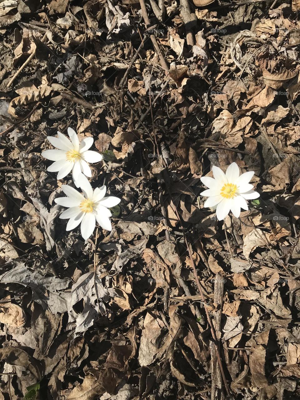 Flowers in the woods