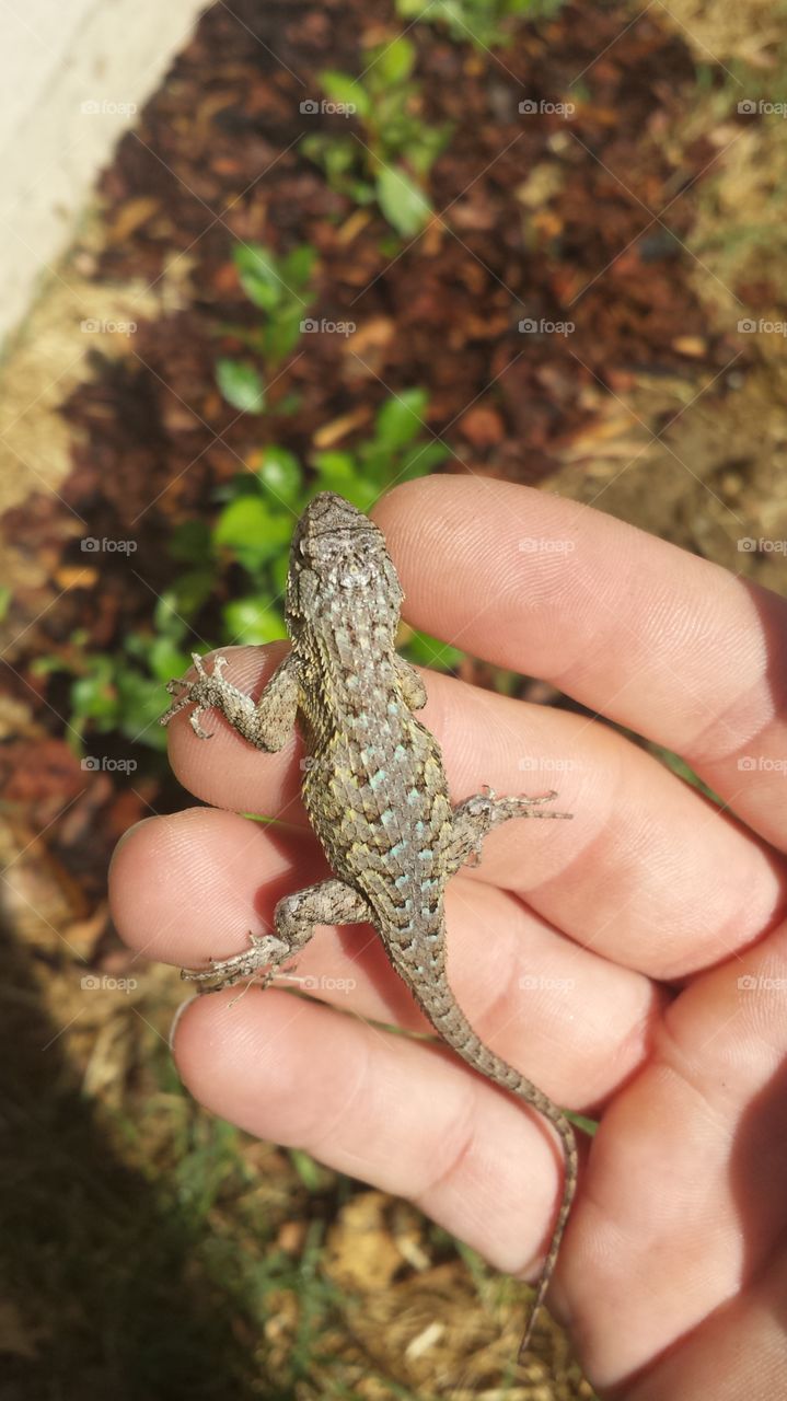 Nature, No Person, Outdoors, Wood, Reptile