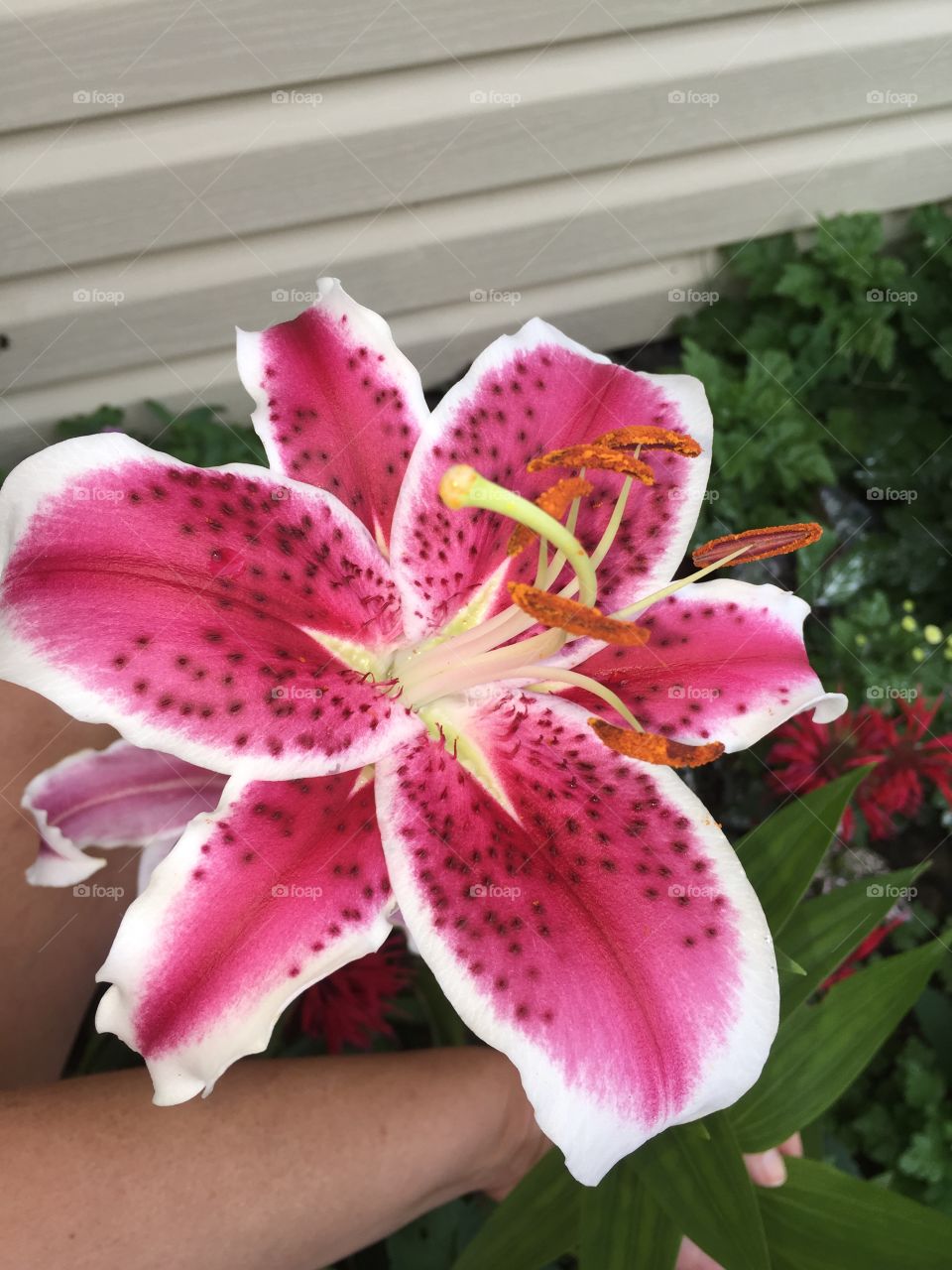 Beautiful Stargazer Lily 