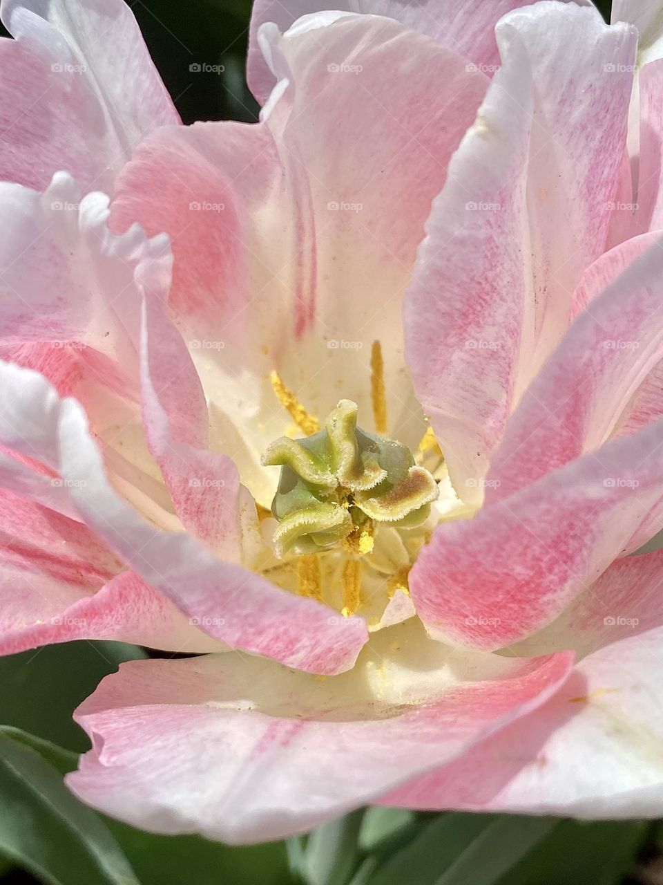 A pale pink and white ruffled tulip